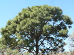 Pinus devoniana