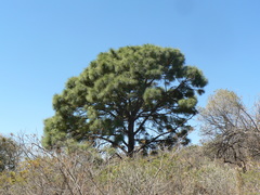 Pinus devoniana