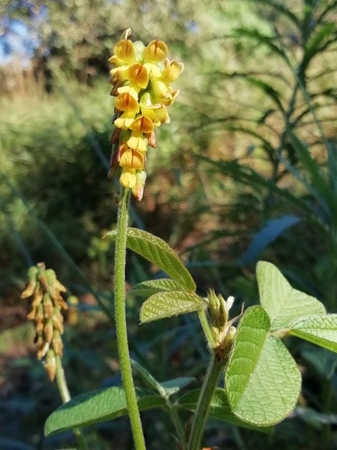 Eriosema parviflorum