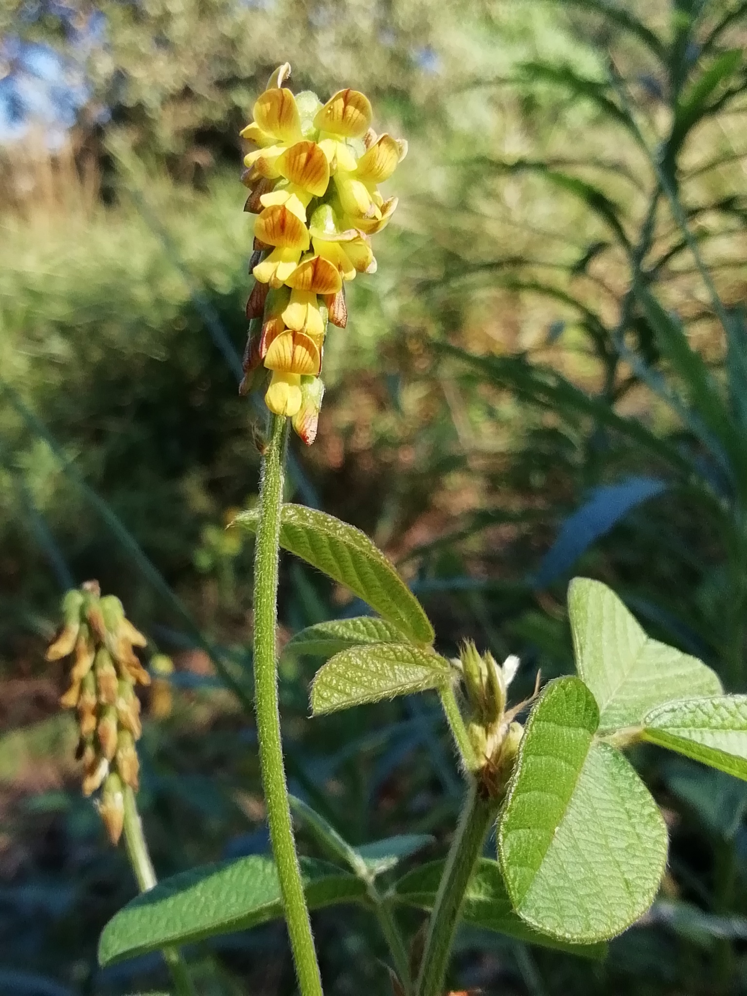 Eriosema parviflorum