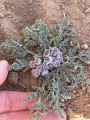 Vesper constancei