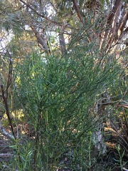 Baccharis angustifolia