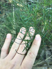 Baccharis angustifolia