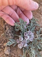 Vesper constancei