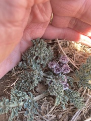 Vesper constancei