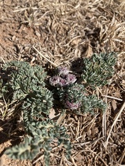 Vesper constancei