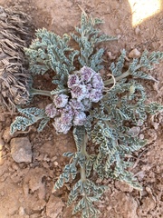 Vesper constancei