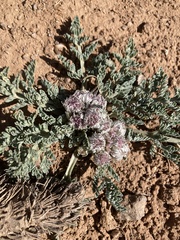 Vesper constancei