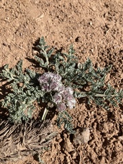 Vesper constancei