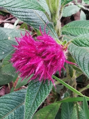 Palicourea erythrocephala