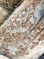 Arthonia cinnabarina