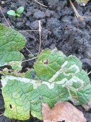 Phytomyza primulae
