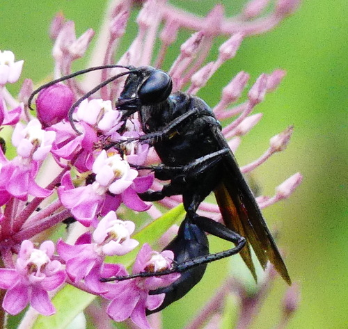 Great black wasp