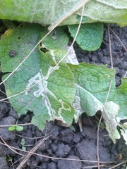 Phytomyza primulae