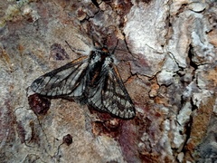 Lycia isabellae
