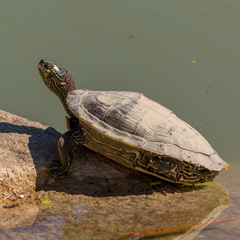 Ouachita Map Turtle photo 2