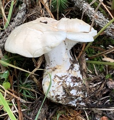 Hydnum washingtonianum