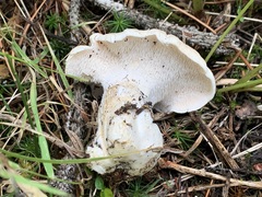 Hydnum washingtonianum