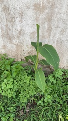 Canna indica