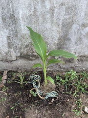 Canna indica