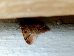 Theria rupicapraria
