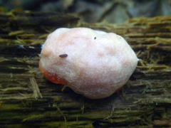 Reticularia splendens