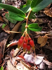 Macleania rupestris
