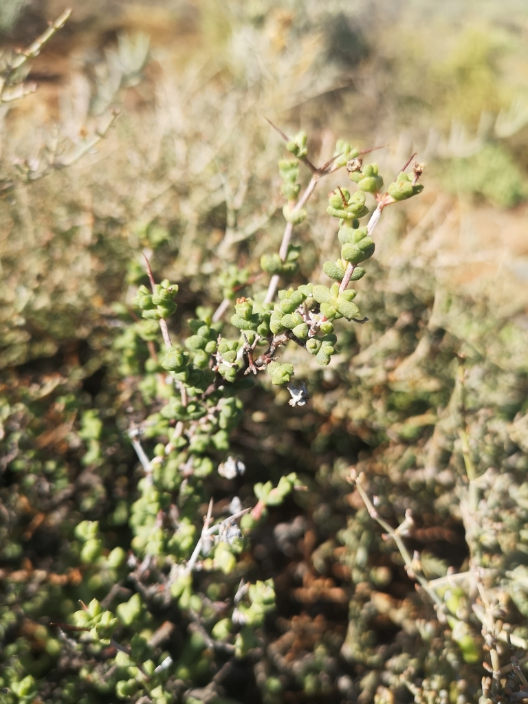 Thorn Tentfig from Oudtshoorn Local Municipality, South Africa on March