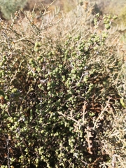 Ruschia cradockensis