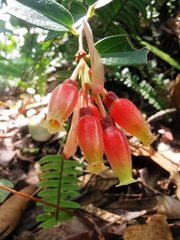 Macleania rupestris