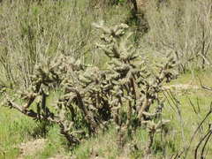 Cylindropuntia cholla