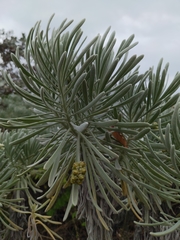 Tournefortia gnaphalodes