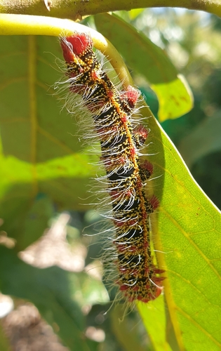 Cricula Silkmoth (Cricula trifenestrata) · iNaturalist