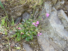 Arabis blepharophylla