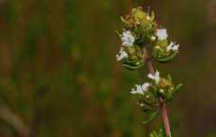 Thymus capitellatus