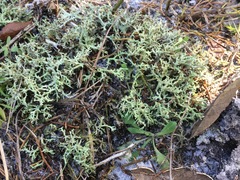 Cladonia leporina