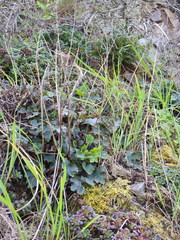 Heuchera pilosissima