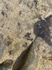 Cuthonella cocoachroma