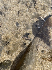 Cuthonella cocoachroma