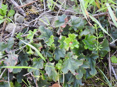 Heuchera pilosissima