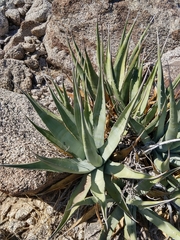 Agave deserti