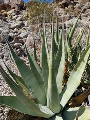 Agave deserti