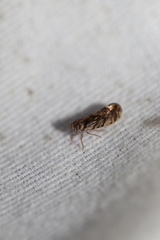 Nymphocixia caribbea