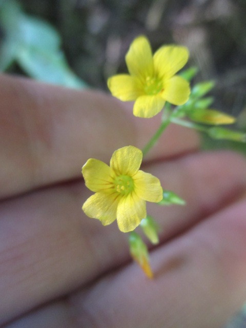 Oxalis peduncularis image