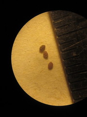 Oxalis peduncularis image