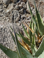 Agave deserti