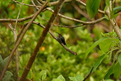 Phaethornis
