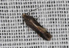 Aproaerema isoscelixantha