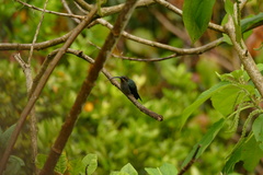 Phaethornis