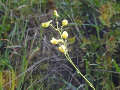 Delphinium luteum
